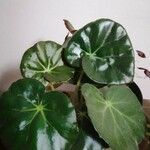 Begonia minor Liść