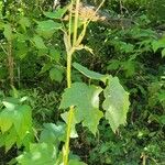 Heracleum lanatum Листок