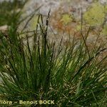 Nardus stricta Хабит