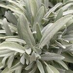 Salvia officinalis Yaprak