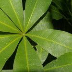 Pachira sessilis Leaf