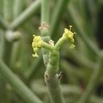 Euphorbia aphylla Virág