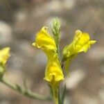 Linaria genistifolia Цвят