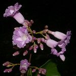 Maripa nicaraguensis Floare