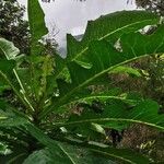 Sonchus fruticosus Hoja