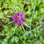 Tragopogon angustifolius 花