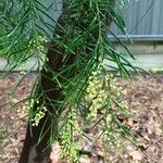 Acacia retinodes Лист