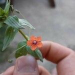 Anagallis arvensisFlower