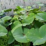 Nelumbo lutea Folha