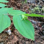 Prosartes hookeri Leaf