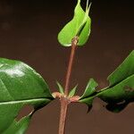 Syzygium longipes Leaf