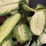 Dieffenbachia seguine (Jacq.) Schottᱥᱟᱠᱟᱢ