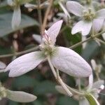 Congea tomentosa പുഷ്പം