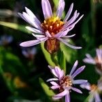 Tripolium pannonicum 花