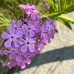 Phlox pilosa Květ