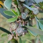 Leptospermum laevigatum Frukt