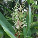 Alpinia officinarum Цвят