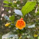 Desfontainia spinosa Flower