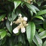 Hydrangea seemannii Kwiat
