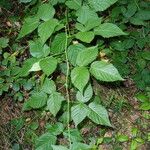 Rubus polonicus Leaf