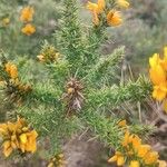 Ulex gallii Hoja