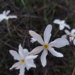 Narcissus serotinus Flower