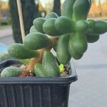 Sedum hernandezii Foglia