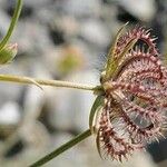 Koelpinia linearis Fruit