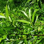 Salix lucida Folha