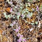 Thymus dolomiticus Staniste