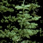 Abies lasiocarpa Rhisgl