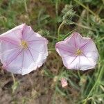 Convolvulus lineatus Blüte