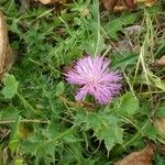 Cirsium acaulon अन्य