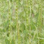 Aegilops ventricosa Habitus