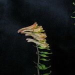 Corydalis chaerophylla