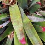 Neoregelia spectabilis Leaf