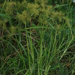 Cyperus odoratus Hábito