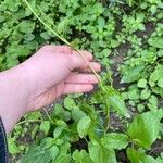 Fallopia convolvulusBlad