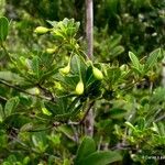 Pleioluma baueri Habit