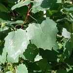 Populus tremula Blatt