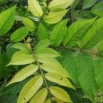 Spathodea campanulata Blatt