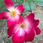 Rosa rubiginosa Flor