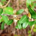 Sideroxylon obtusifolium Flower