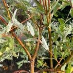 Salix integra Bark