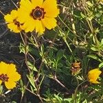 Coreopsis basalis Flower