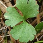 Ranunculus auricomus Leaf