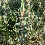 Polygonum maritimum Hostoa