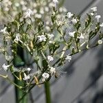 Valeriana officinalis फूल