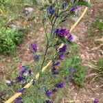 Echium sabulicolaFlower