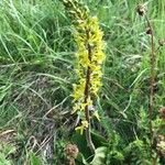 Neottia ovata Flower